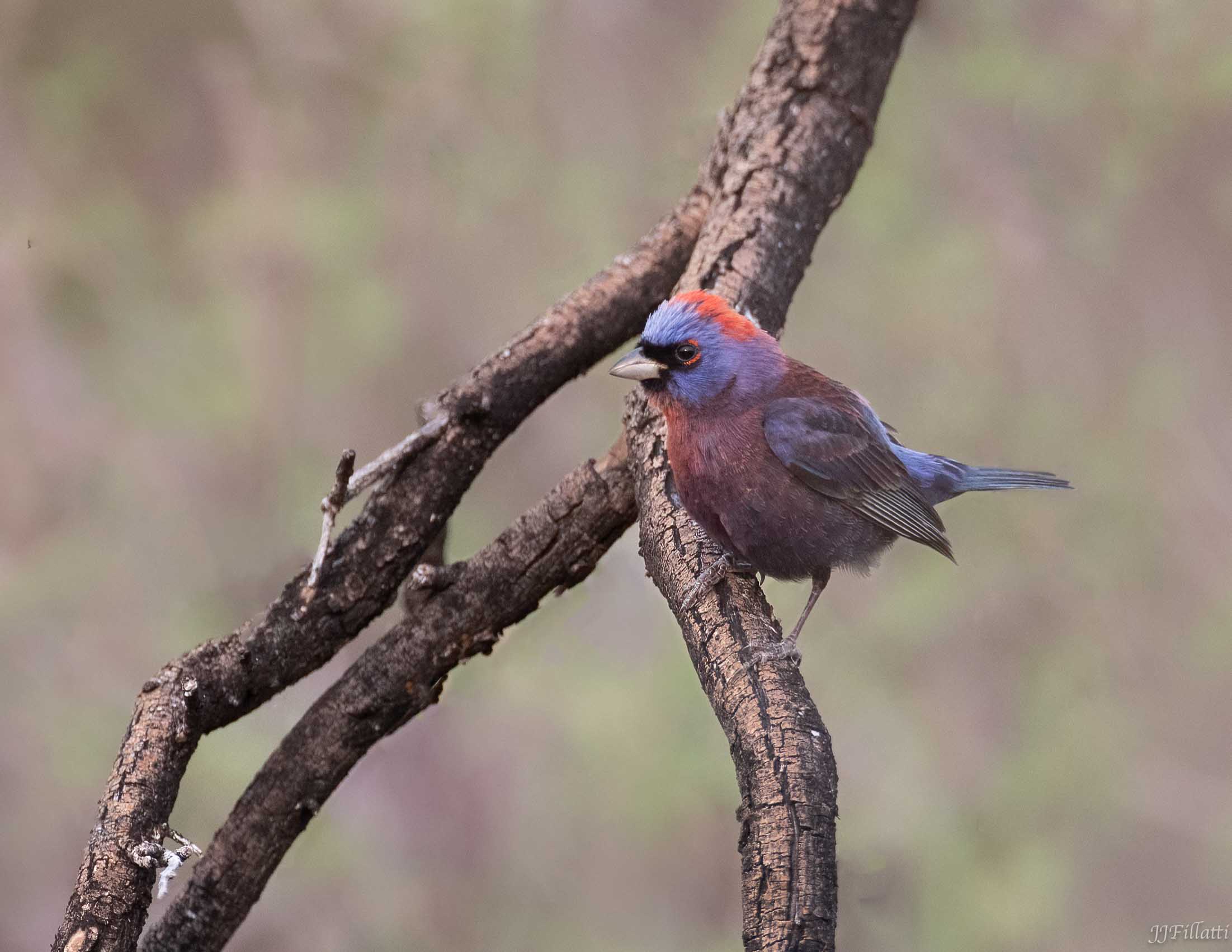 bird of arizona image 41